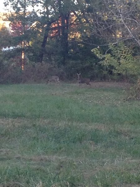 A couple of deer enjoying the evening on the County Crossing Trail.