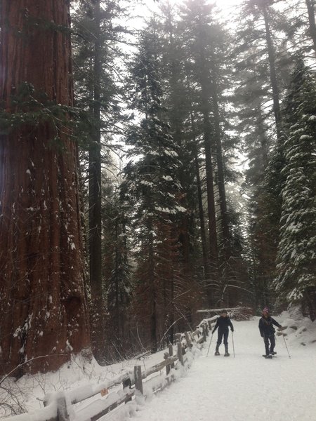 Snow shoeing pas Big Red on the Tuolumne Grove Loop Trail.