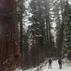 Snow shoeing pas Big Red on the Tuolumne Grove Loop Trail.