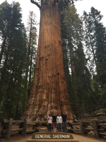 The General Sherman tree is the highlight of the General Grant Tree Trail at Kings Canyon National Park.