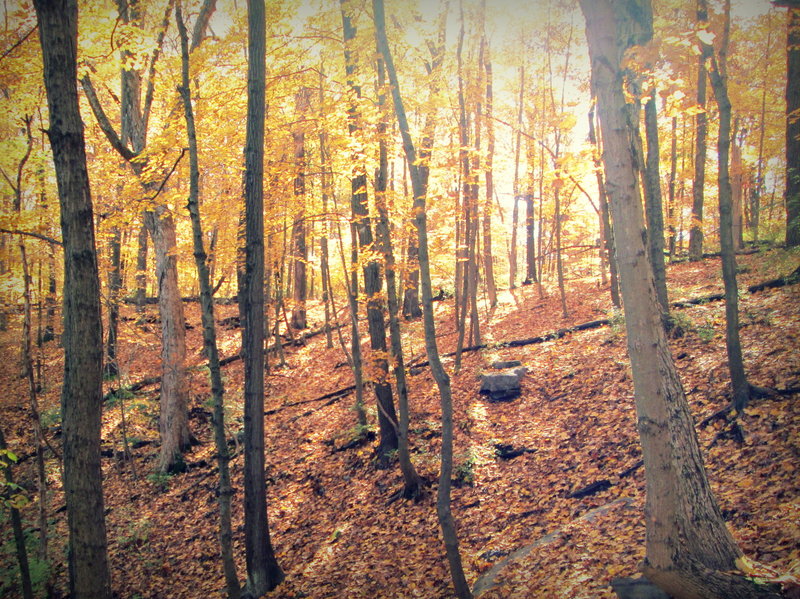 Autumn along the Spring Valley Trail