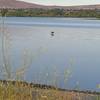 Bird in the Columbia River.