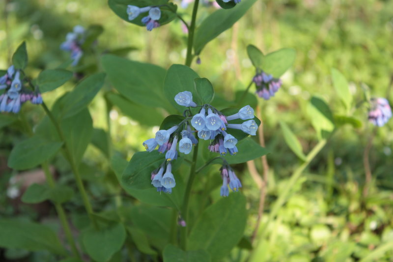 Wildflowers along Audubon Trail.