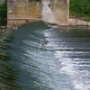 Geese and a heron in the Perkiomen Creek.