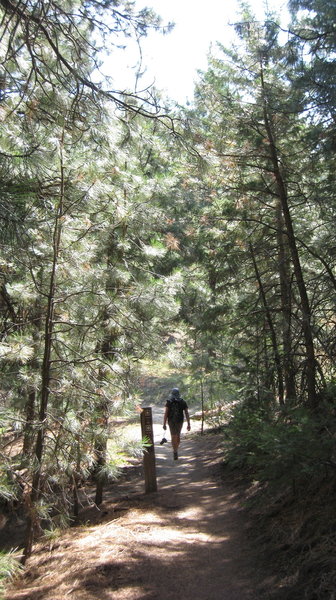 Descending through forest from Stack Rock.