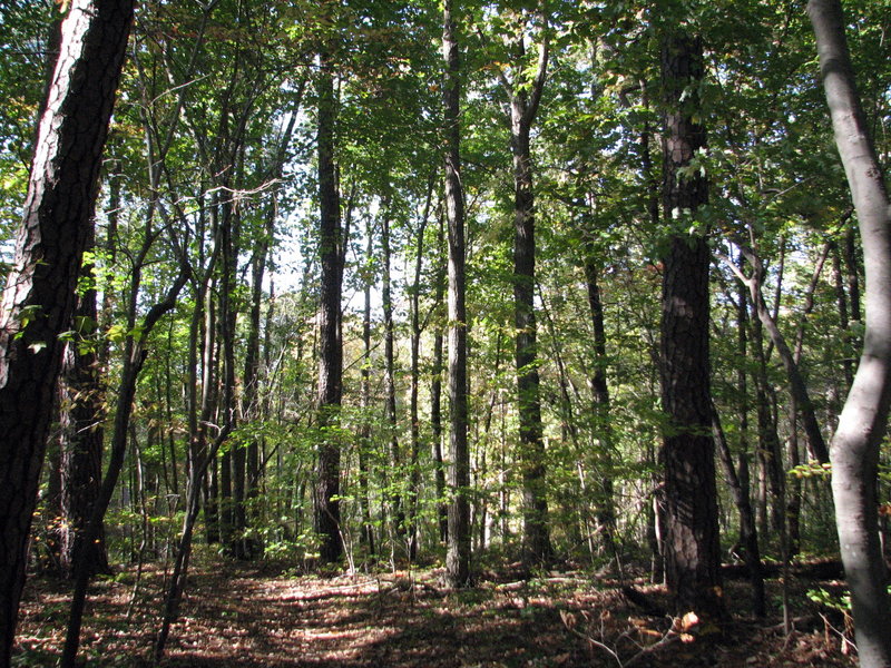 Trees at TLC Flower Hill.