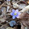 Round-lobed Hepatica, Johnston Mill.