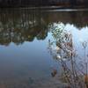 Pond at Horton Grove.