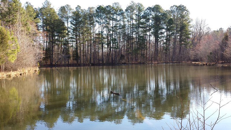 View of the pond from Sowell Trail.