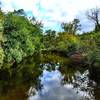 Looking out over the stone bridge on the Green Loop at Stroud Preserve.