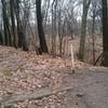 Side trail to Varnum's woods picnic area can also be used to loop around the stream depression and switchbacks.