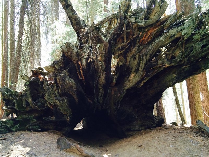 Fallen Tunnel Tree