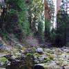 Redwood Creek, just south of Sugarbowl and Hart Trail Loops intersection.