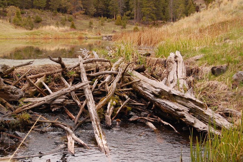 Beaver ponds!