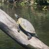 Turtle in the canal.