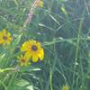 Wildflowers along the Canal.