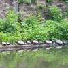 Turtles in the Canal.