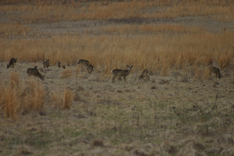 Deer at Valley Forge National Park.