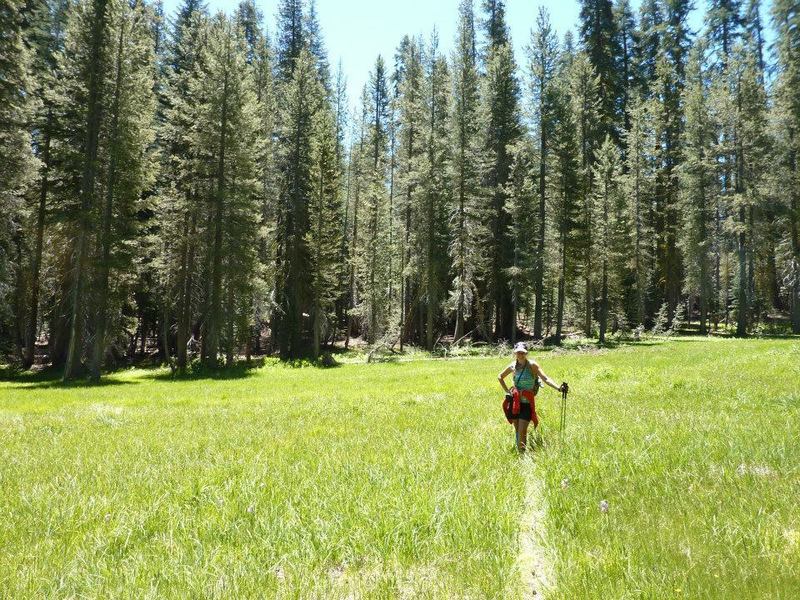 Trail opens up to many beautiful meadows.