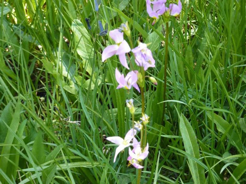 Some of the flowers you might see.