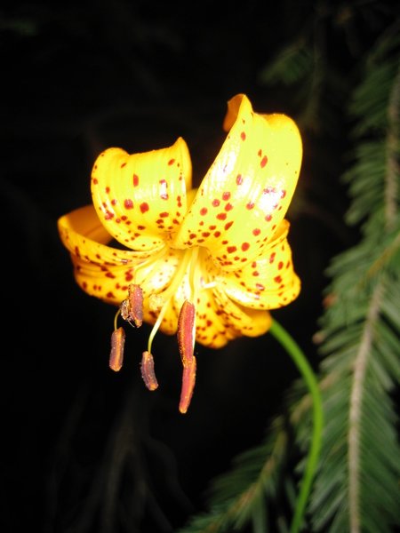 Leopard Lilly