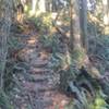 Steps cut into the trail by some volunteers. Hard to tell but it gets really steep here.