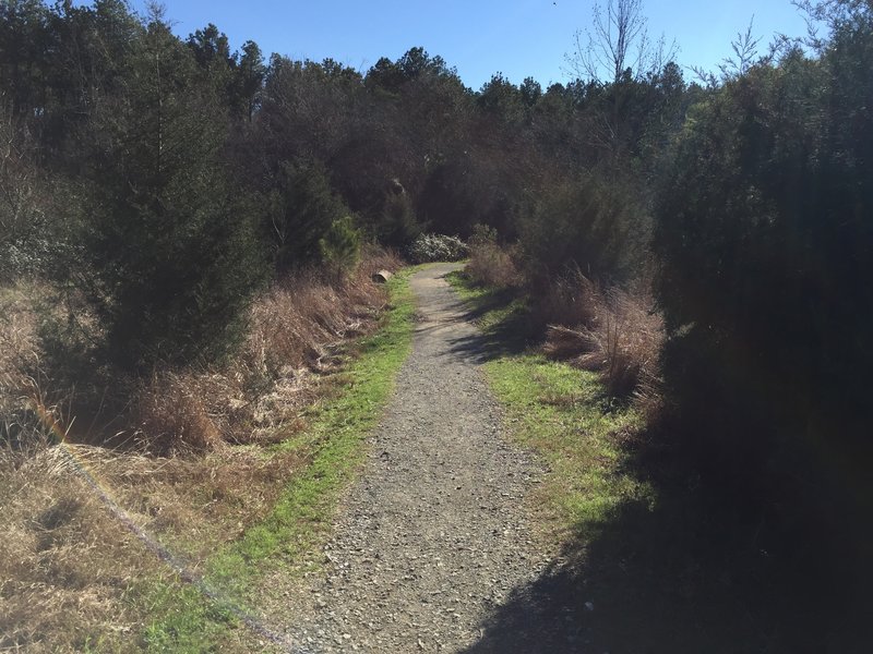 Brief singletrack segment of Pumpkin Loop Trail.