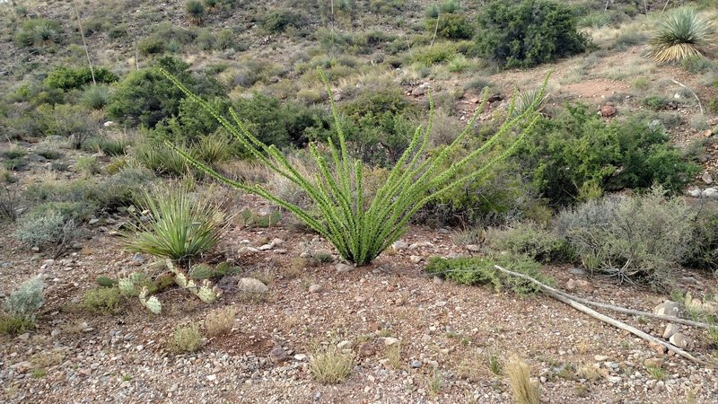 Local ocotillo - beautiful but they bite!