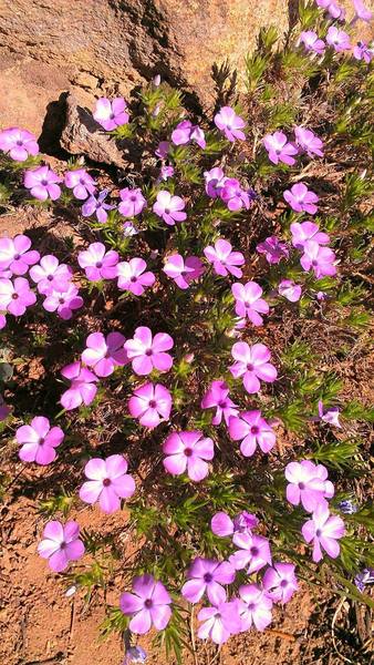 A flock of phlox on the trail to Garfield Peak.