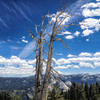 Spindly trees at altitude.