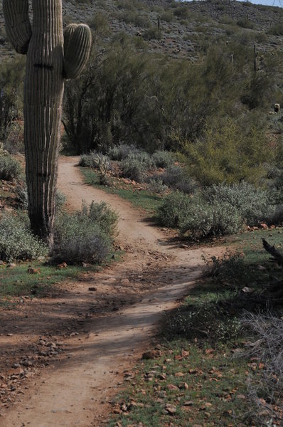 Ocotillo Trail.