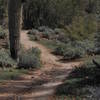 Ocotillo Trail.