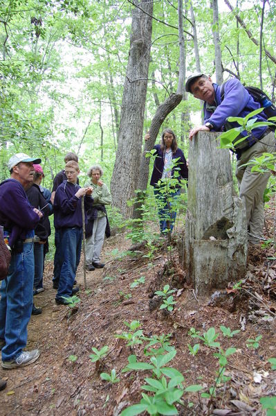 Hikers check out a tree stump during the annual May Rhodo Ramble.