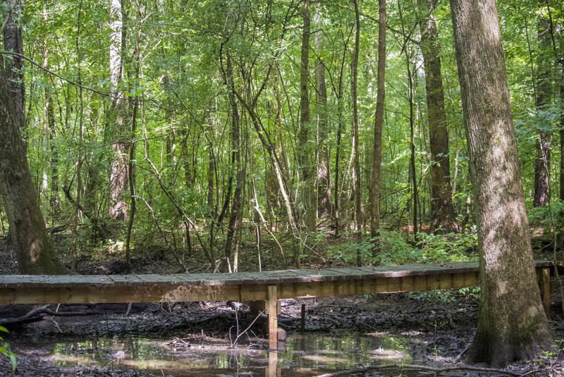 A boardwalk at Swift Creek Bluffs Nature Preserve in July.