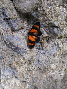 One of the many types of butterflies we saw. There was another that was larger with blue iridescent wings that I never could get a good picture of.