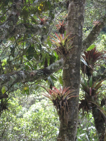 There were many, many bromeliads in the trees in this area. These plants don't have roots in the soil, and store water in their bases. These particular ones were about the size of a basketball.