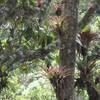 There were many, many bromeliads in the trees in this area. These plants don't have roots in the soil, and store water in their bases. These particular ones were about the size of a basketball.