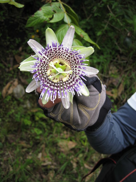 A passion fruit flower. This area has lots and lots of passion fruit trees.