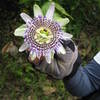 A passion fruit flower. This area has lots and lots of passion fruit trees.