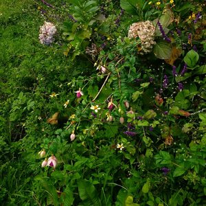 Lots of pretty wildflowers along the route.