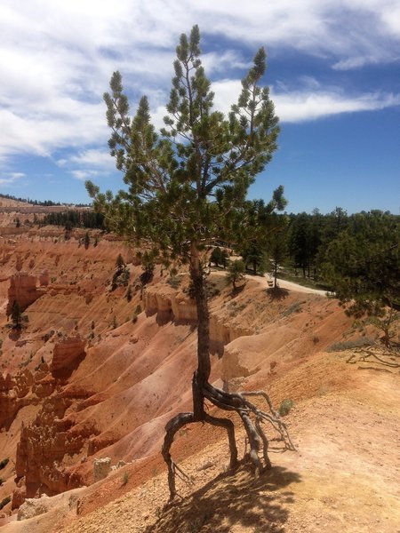 Rim Trail somewhere in between Sunset and Sunrise Points.