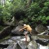 Hiker rock hopping a stream on the Ramsey Cascades trail.