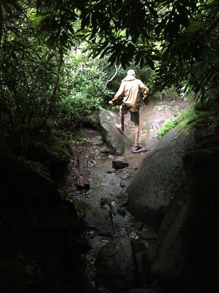 A hiker exiting a small rhododendron tunnel on a wet and rocky Ramsey Cascade trail.