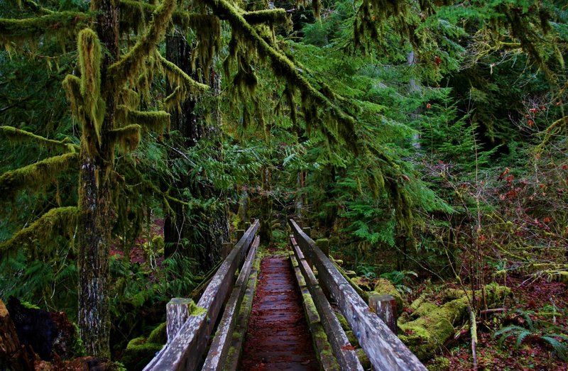 Crossing the bridge at the Shady Lane Trail in Olympic National Park