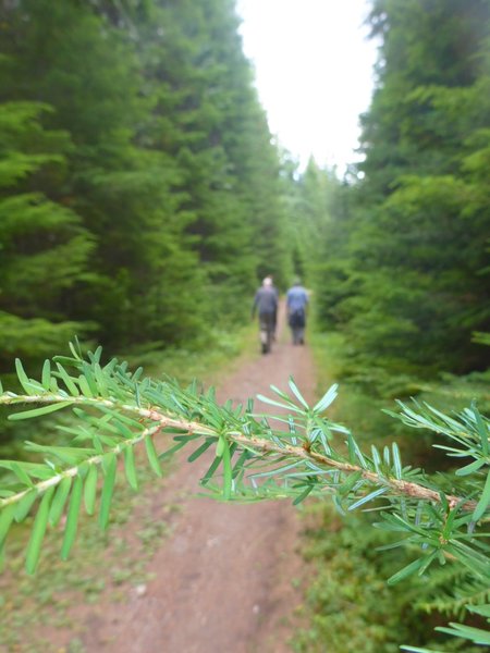 Easy strolling through beautiful forests near the start of Huckleberry Lookout