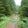 Easy strolling through beautiful forests near the start of Huckleberry Lookout