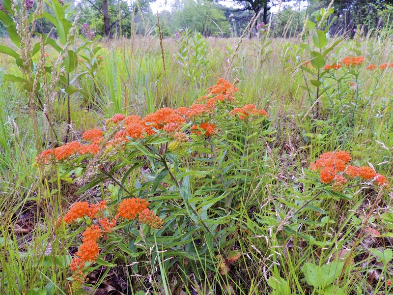 Butterfly weed and milkweed.