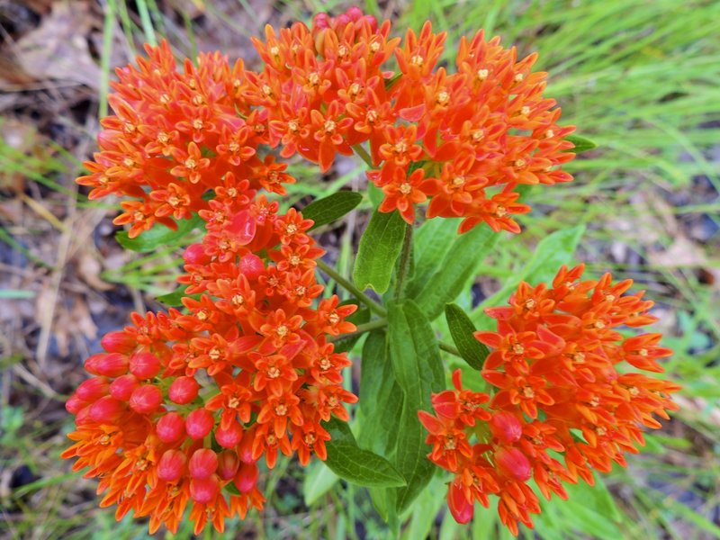 Butterfly weed.