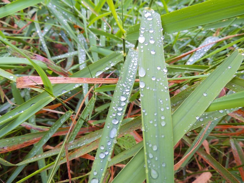 Water droplets on grass.