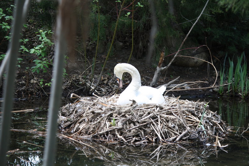 Swan nesting along Boise River.